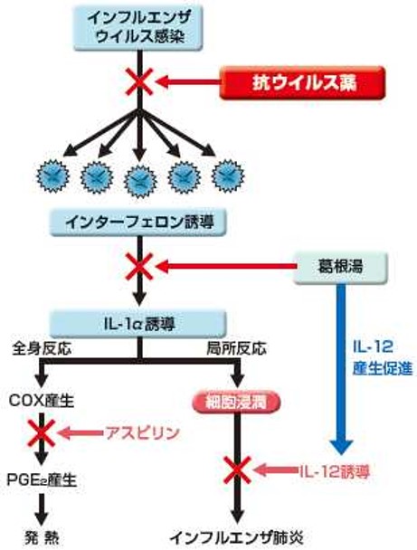 ストーム コロナ サイトカイン